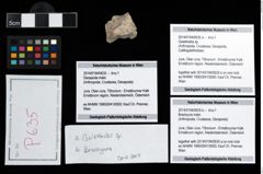 Foto (Objekt + Etikett) von Brachyura indet.  (NHMW-GEO-2014-0194-0635b)